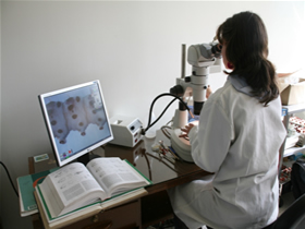 Funcionaria de laboratorio observando material vegetal