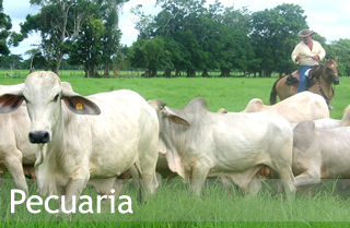 Pecuaria